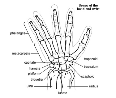 Diagram of the bones in the hand and wrist with labels